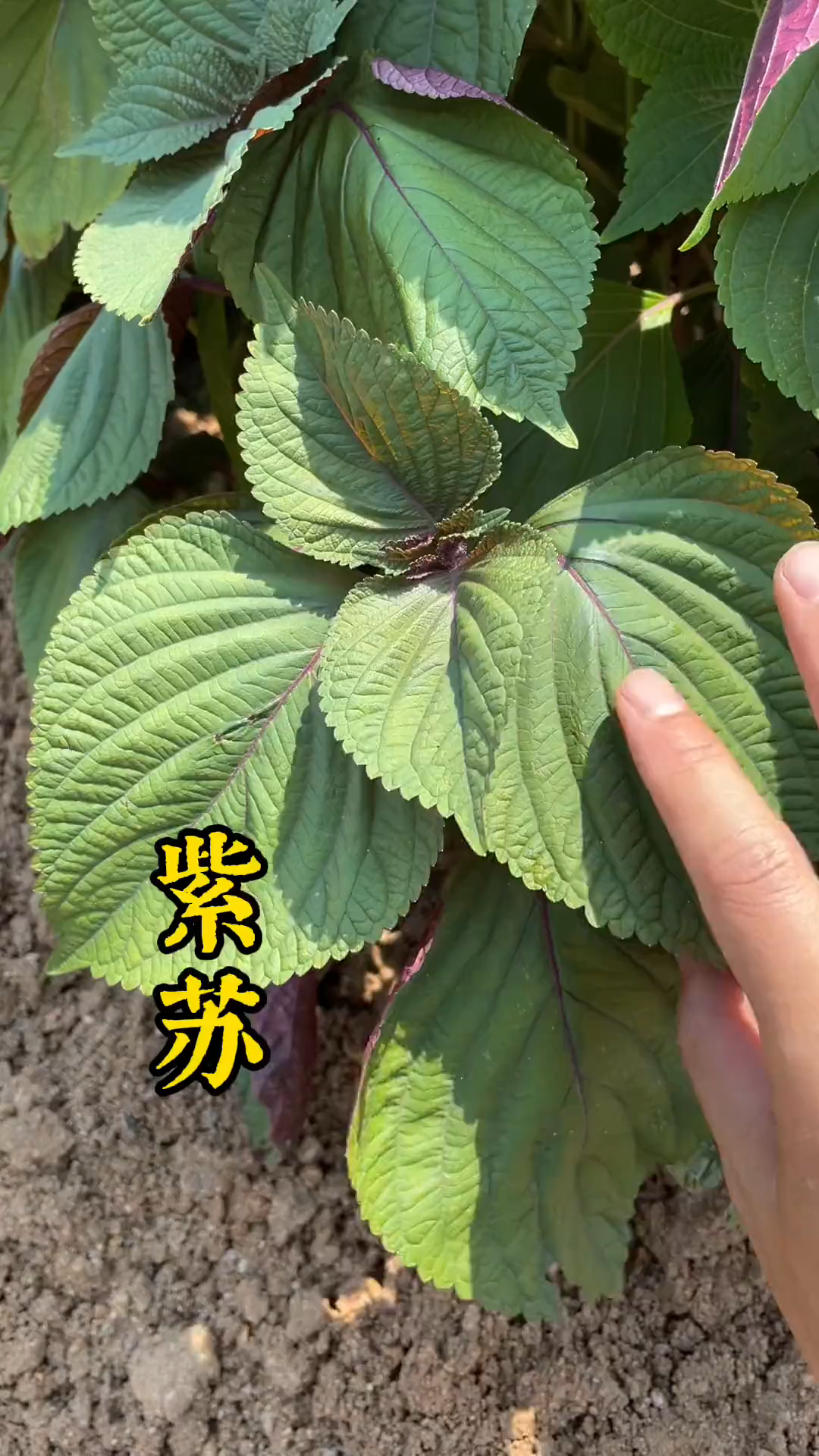 [图]把这首百草歌分享给您身边的小朋友吧，让他们也来认识一下这些常见中草药。