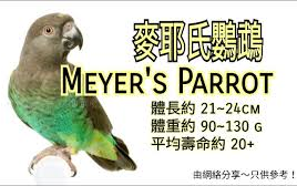 鹦鹉品种分享介绍 ~麦耶氏鹦鹉 (Meyer's Parrot)哔哩哔哩bilibili