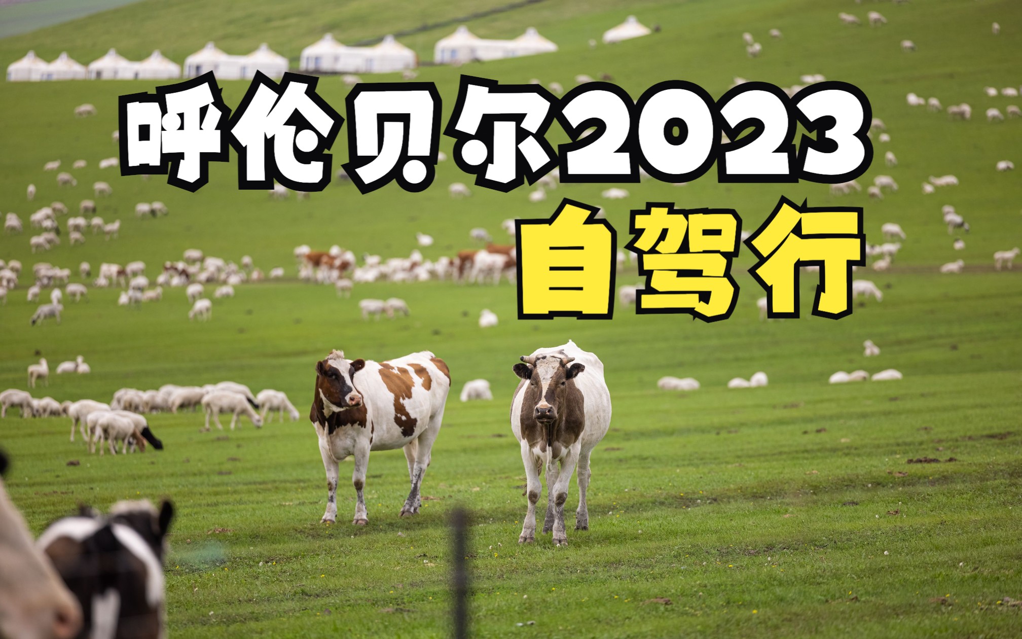 沉浸式体验呼伦贝尔大草原 2023年7月内蒙自驾小攻略哔哩哔哩bilibili