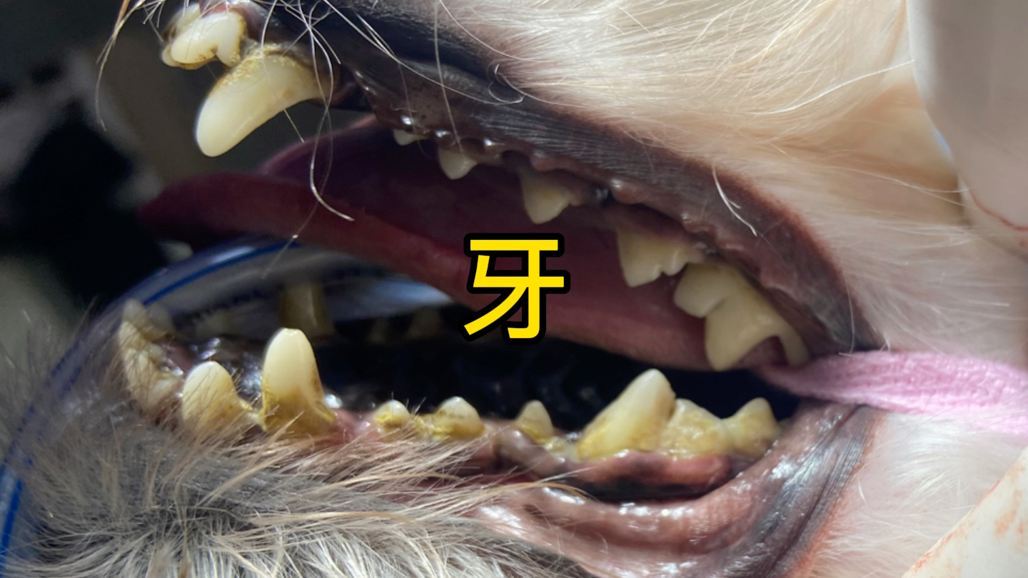 关于大黄牙,来来来举个栗子:5岁的雪纳瑞狗狗的牙,主人也看不过去了