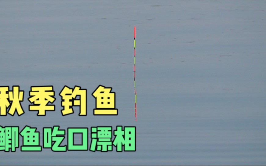 深秋季节钓鲫鱼,手杆5米4,线组1.5+0.8,水深1米5,鲫鱼吃口哔哩哔哩bilibili