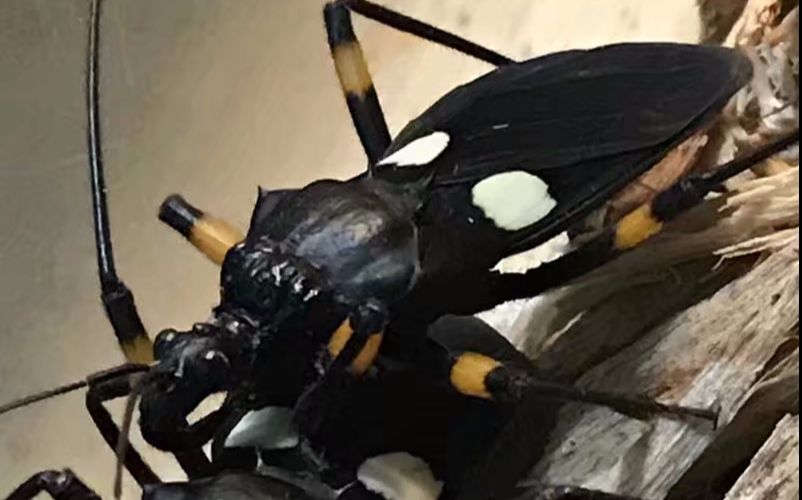 平耳孔蜈蚣数次击退白斑猎蝽