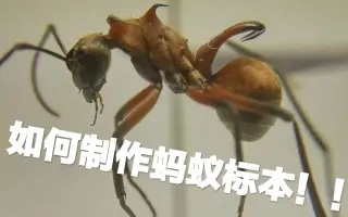 蚂蚁科研 搜索结果 哔哩哔哩 Bilibili