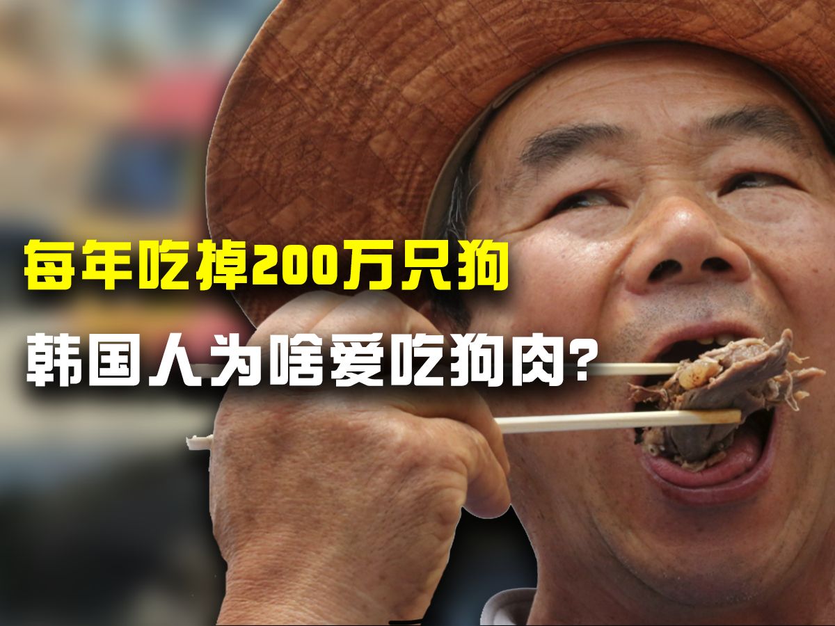 每年吃狗200万,示威者总统府前抗议,韩国人为啥这么爱吃狗肉?哔哩哔哩bilibili