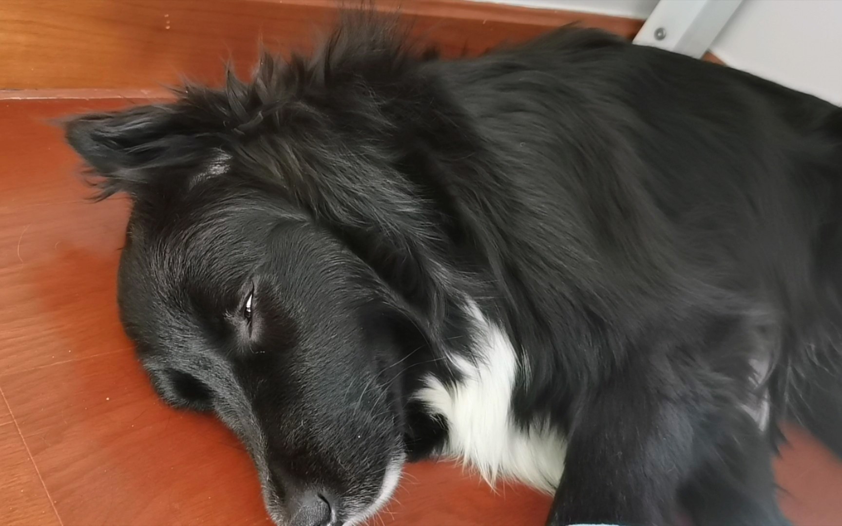 【边牧金毛混血】注意看眼睛,这是睡着了没有?