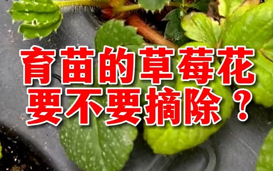 育苗时的草莓花要不要摘除呢?哔哩哔哩bilibili