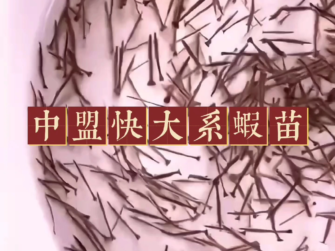 养殖利器!这种斑节对虾虾苗,效果为何这么好?