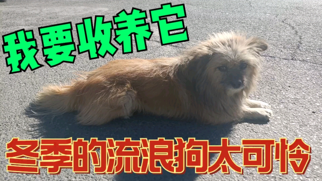 蝴蝶犬我收养的一只流浪犬哔哩哔哩bilibili