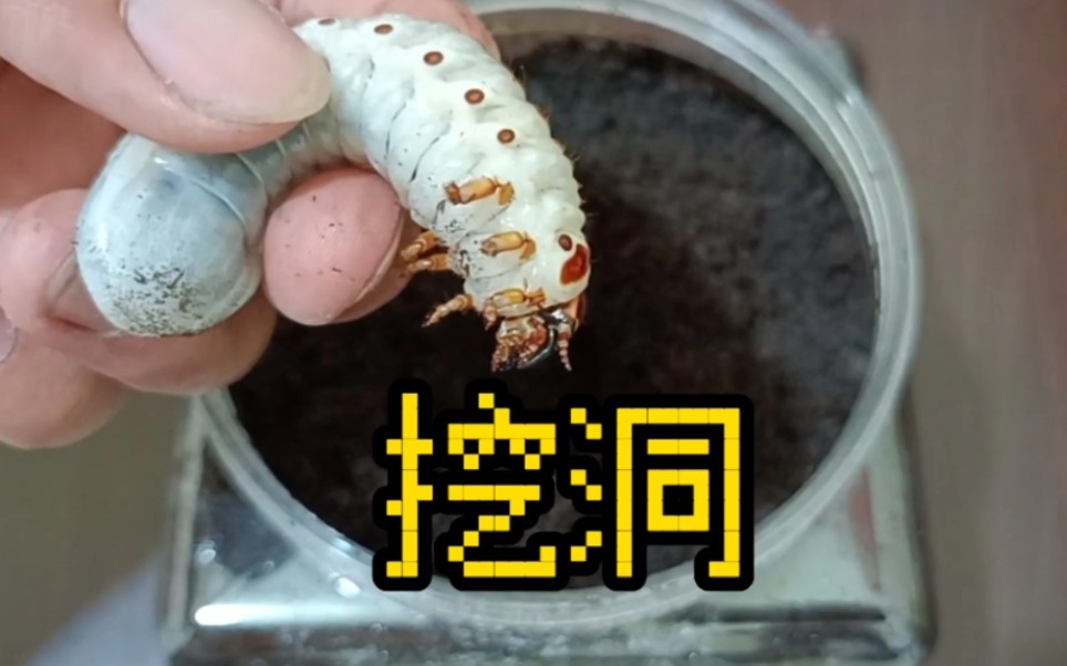 乌干达花金龟幼虫住新家