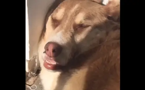 章鱼娘小报社的个人空间 哔哩哔哩移动版