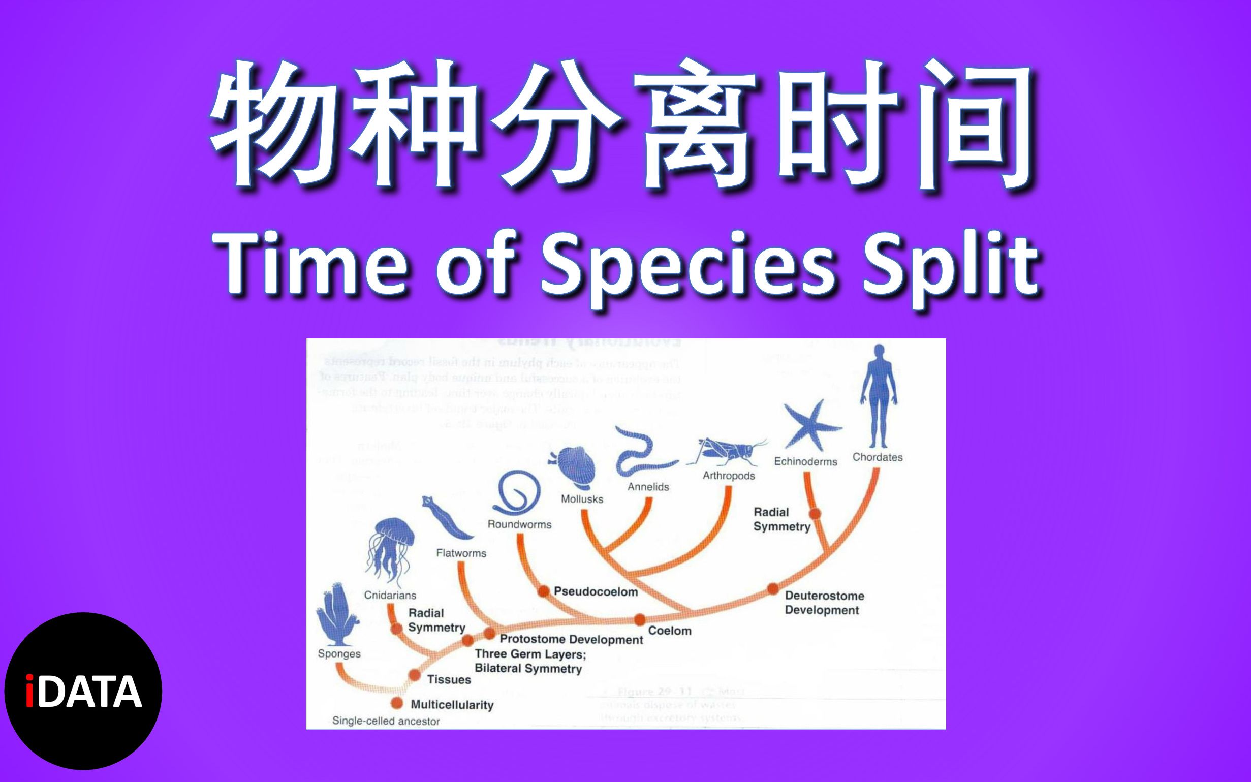 [图]各物种与人类分离的时间|Time of Split between Different Species and Human