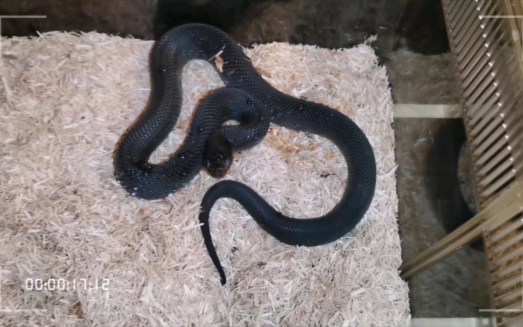 【黑松林蛇97按头喝水】有种渴,叫做你妈觉得你渴