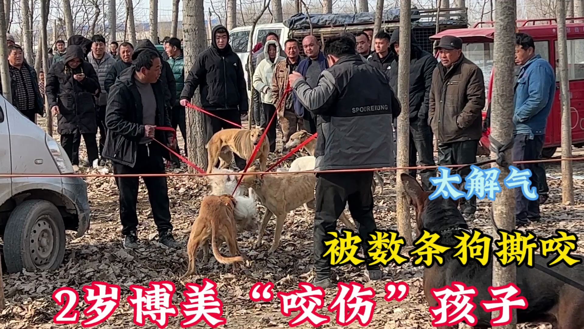 [图]2岁博美护食咬伤孩子，大哥用8条猎犬对它进行疯狂撕咬，太残暴了