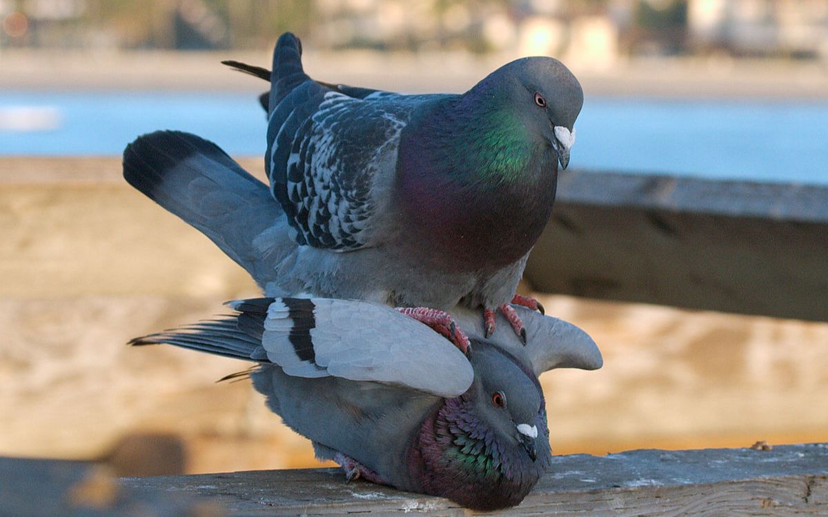 两只雄鸽求偶不成居然起杀心将雌鸽谋害?鸽子的世界还能不能好了