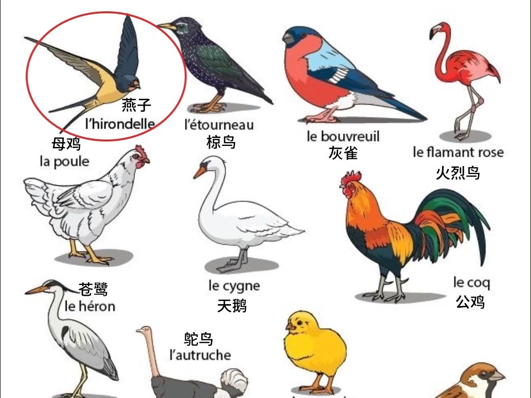 [图]【法语单词】初级动物词汇沉浸式高效跟读练习 | 图文结合