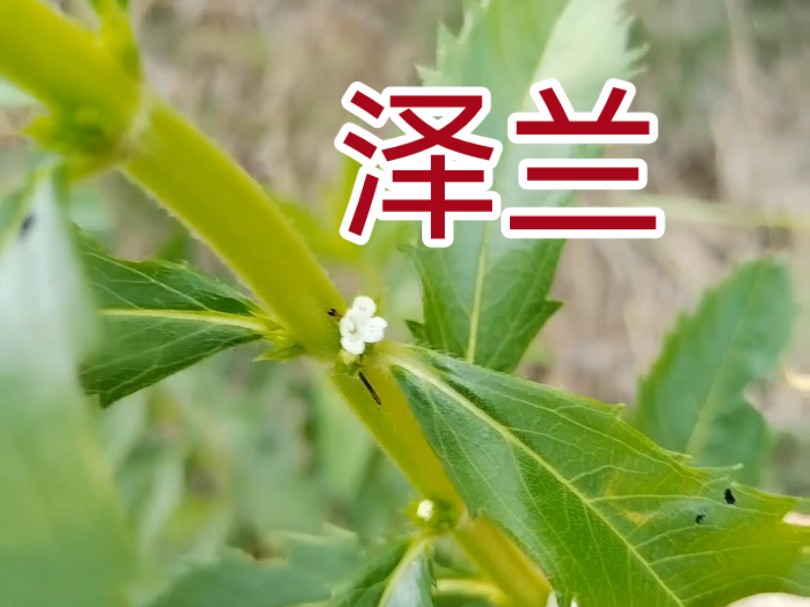 地笋根茎图片