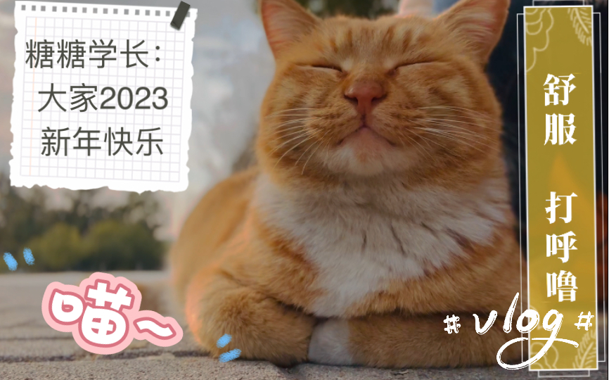 南大喵喵喵|棉花糖:2023新年快乐哔哩哔哩bilibili