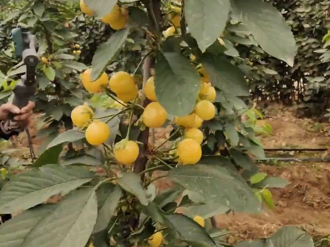 德樱一号樱桃苗品种优势好,栽植简单,适应能力强