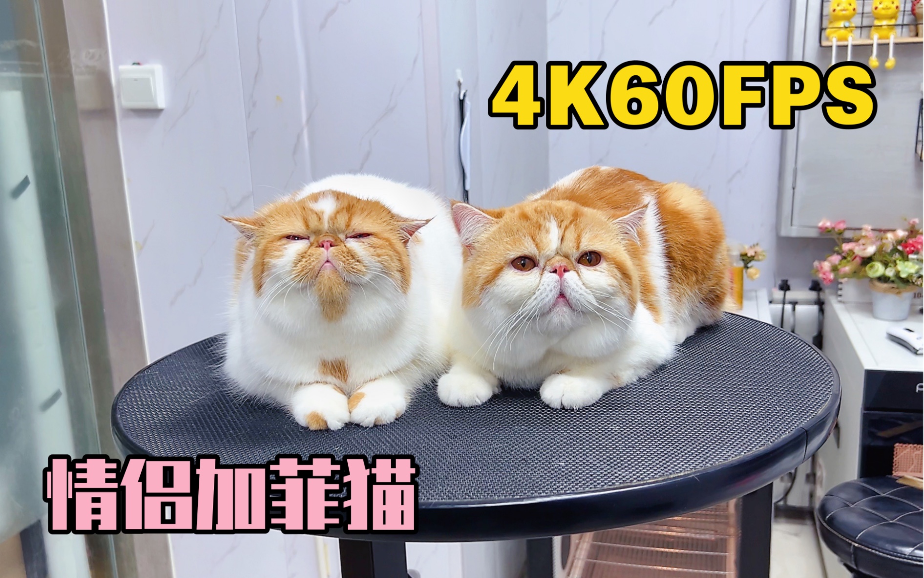 4K60帧 “加菲猫” 两只情侣猫的洗澡视频 过程也太甜蜜了吧!哔哩哔哩bilibili