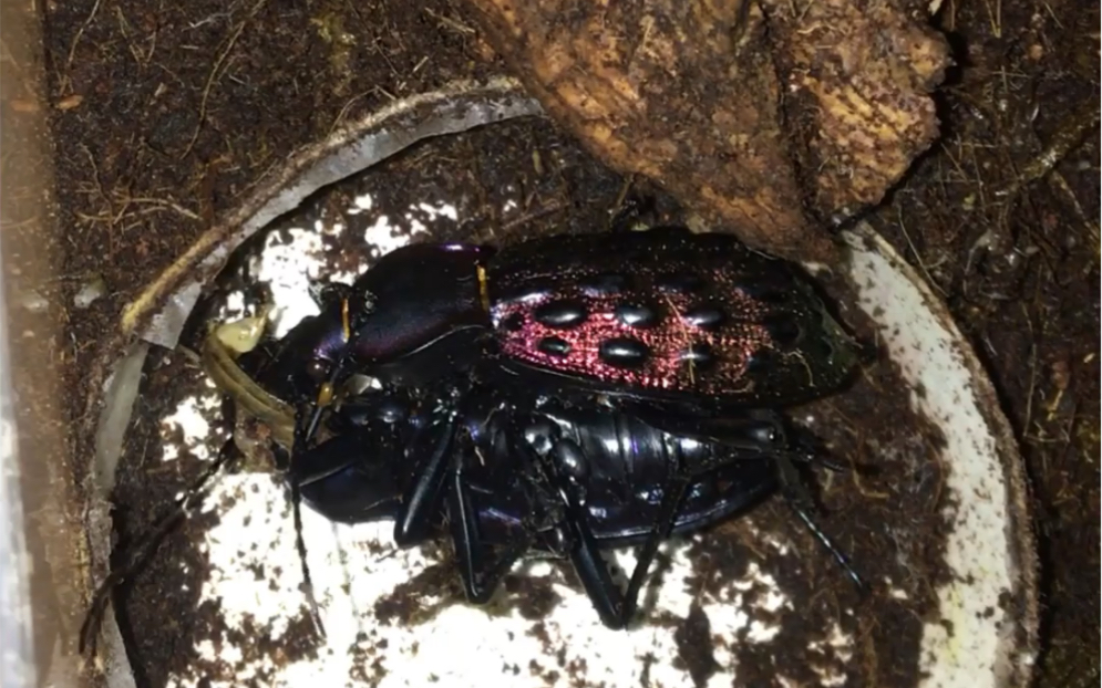 活动  这俩家伙真没做什么奇奇怪怪的事啊(发疯的红裙步甲抢食)