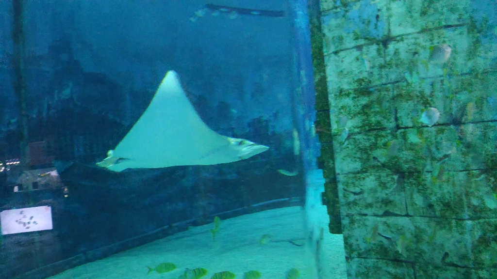 北京海洋馆大鲨鱼