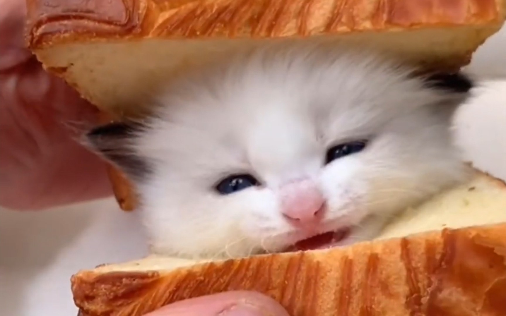 小奶猫之两面包夹芝士