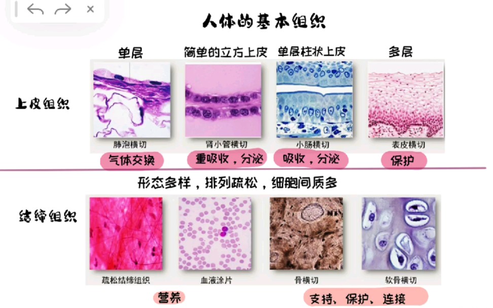 上海初中生物知识点笔记:人体基本组织哔哩哔哩bilibili