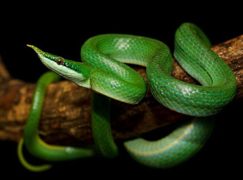 海南常见的蛇图片