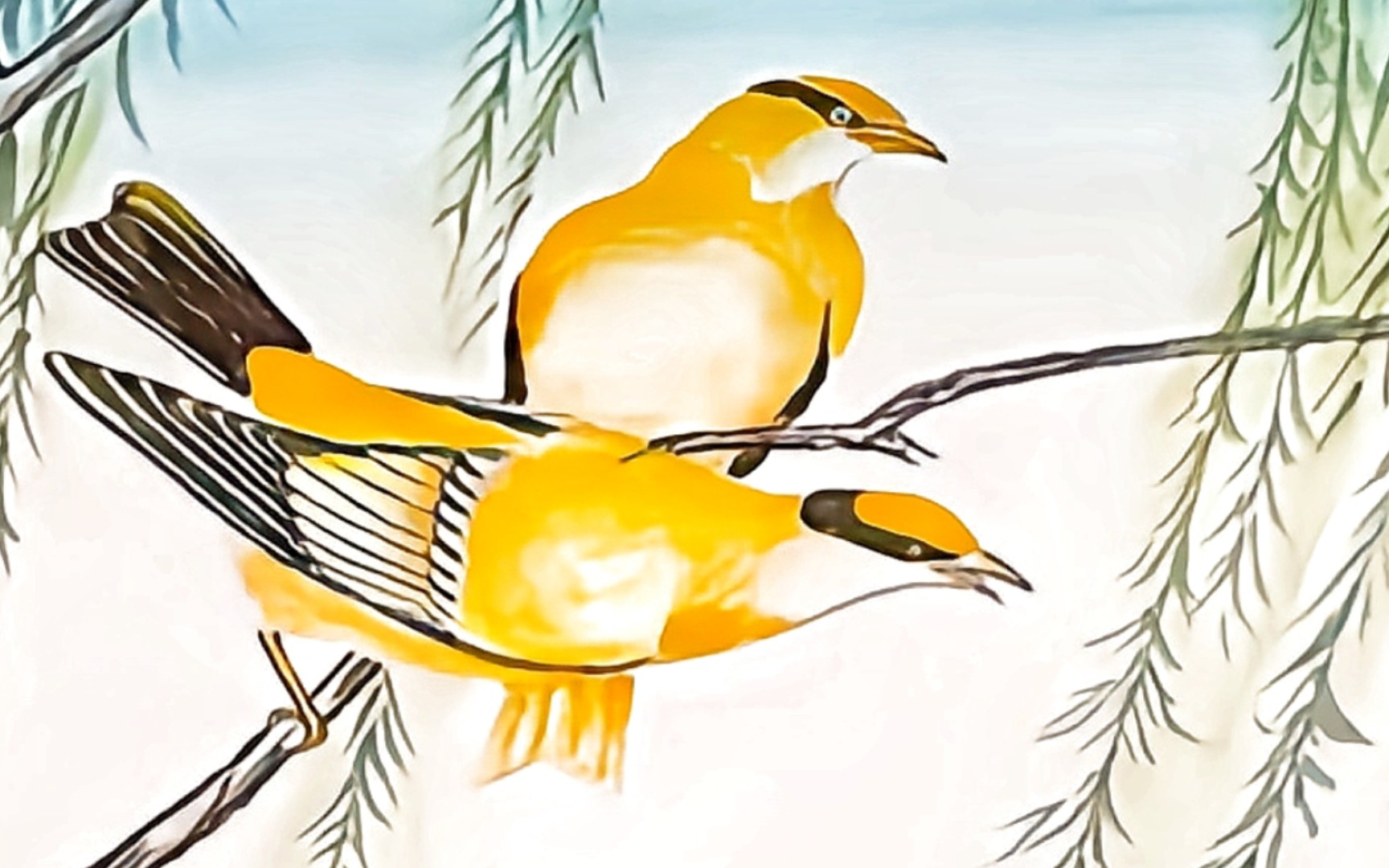 站在枝头不知所措的两只黄鹂_哔哩哔哩_bilibili