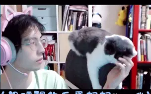 Download Video: 【蒲熠星】210518《猫次方》没睡醒的笨笨蛋好好rua啊“瓜蛋给大家说晚安”