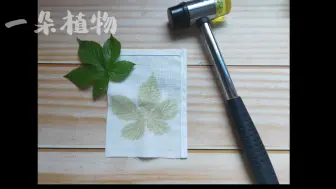 Download Video: 植物敲拓染教程