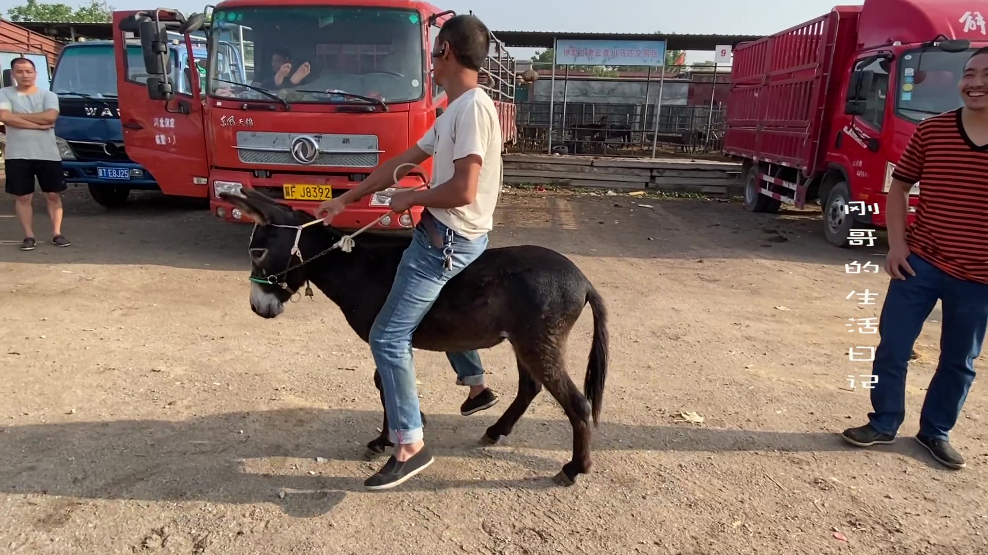 一匹小矮驴备受关注市场上上演张果老倒骑小毛驴现实版