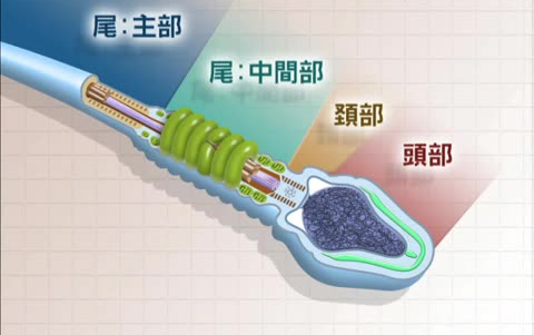 【日语】精子的产生及运输哔哩哔哩bilibili