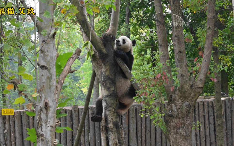 10.31 10:16 调皮的玖妹!