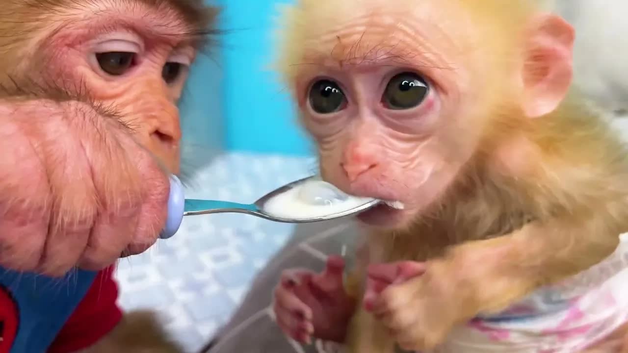 [图]猴爸爸照顾候宝宝，早餐喝粥吧！