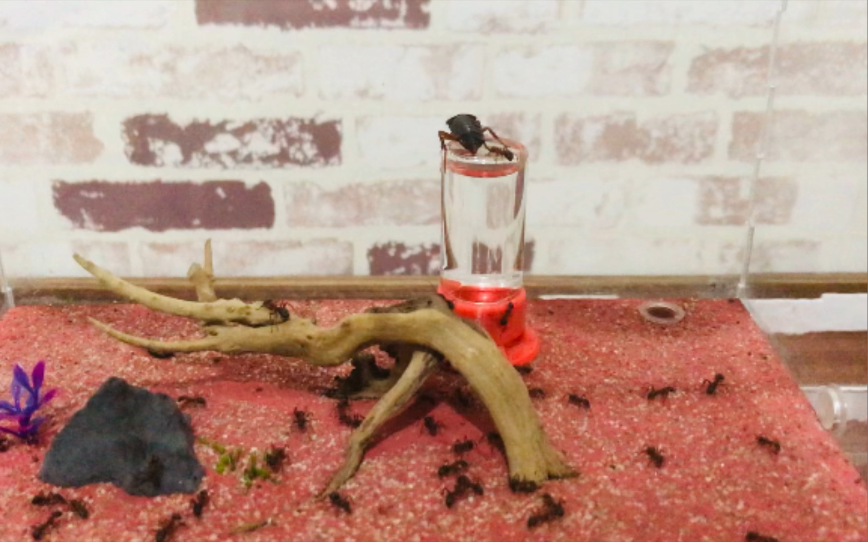 当小强遭遇丧尸围城………(血红林蚁)