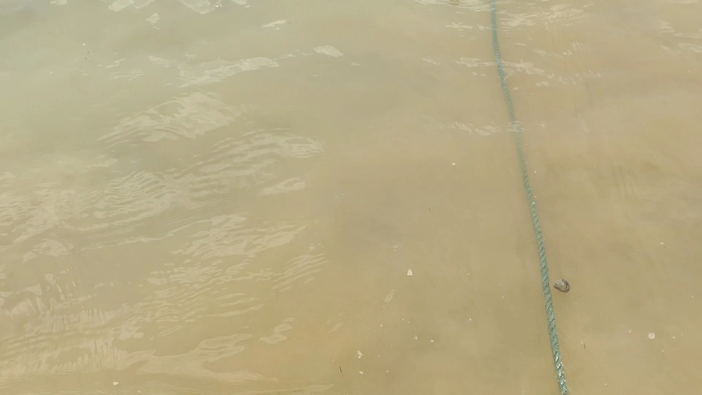 教学狗爬式游泳