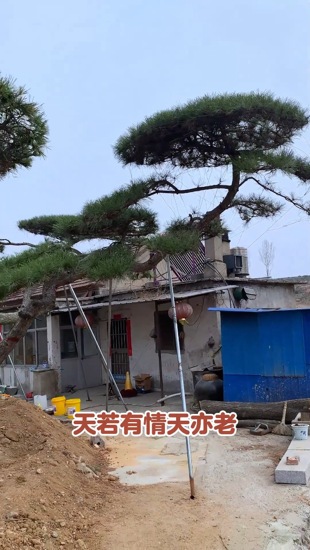 咱家的造型松形态各异且性价比高!