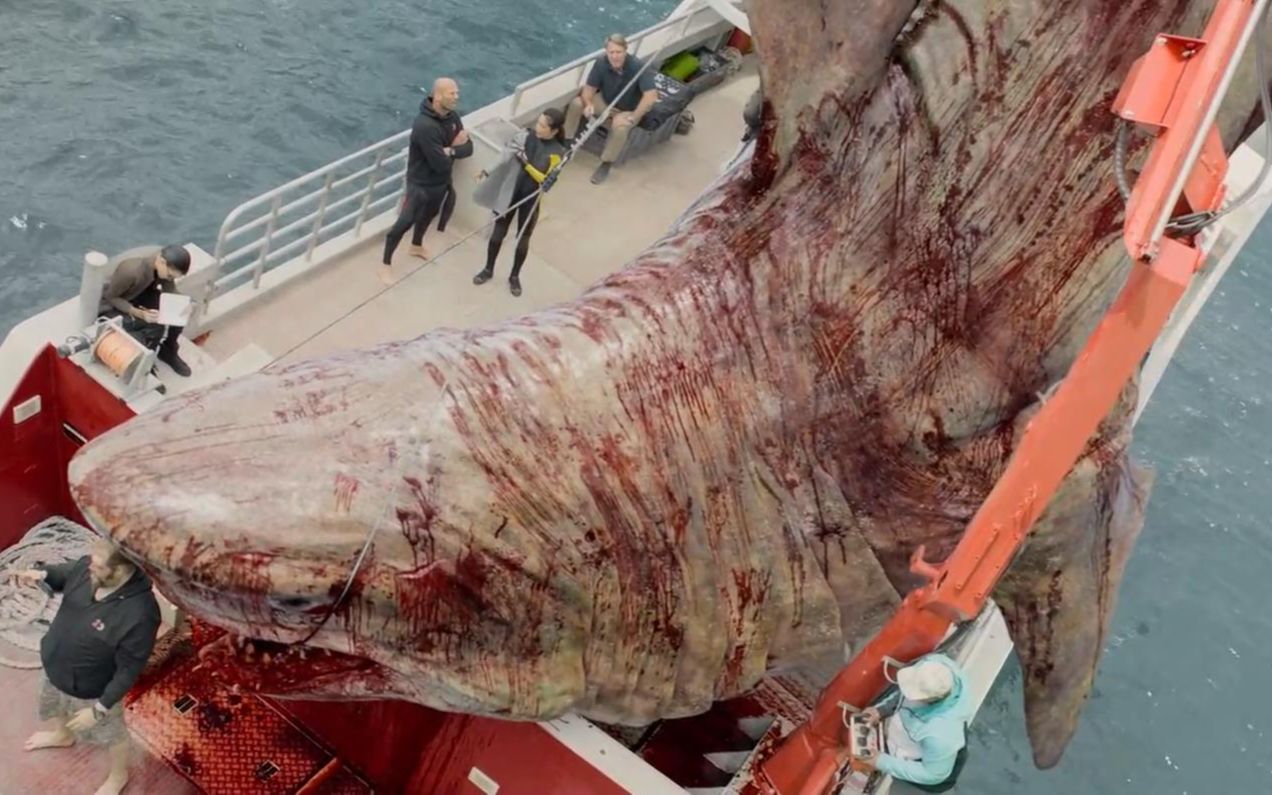 探险队捕杀史前巨鲨,却不料血腥味太大,引来了它的祖宗,灾难片