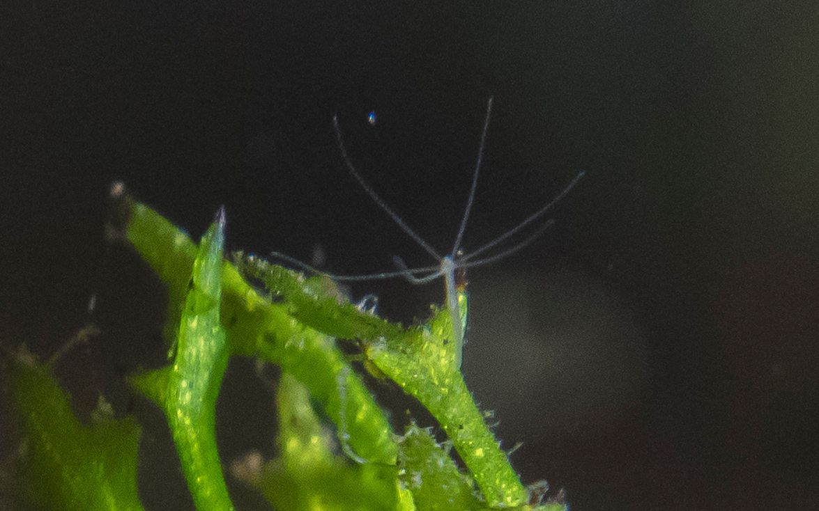 水螅捕食丰年虫