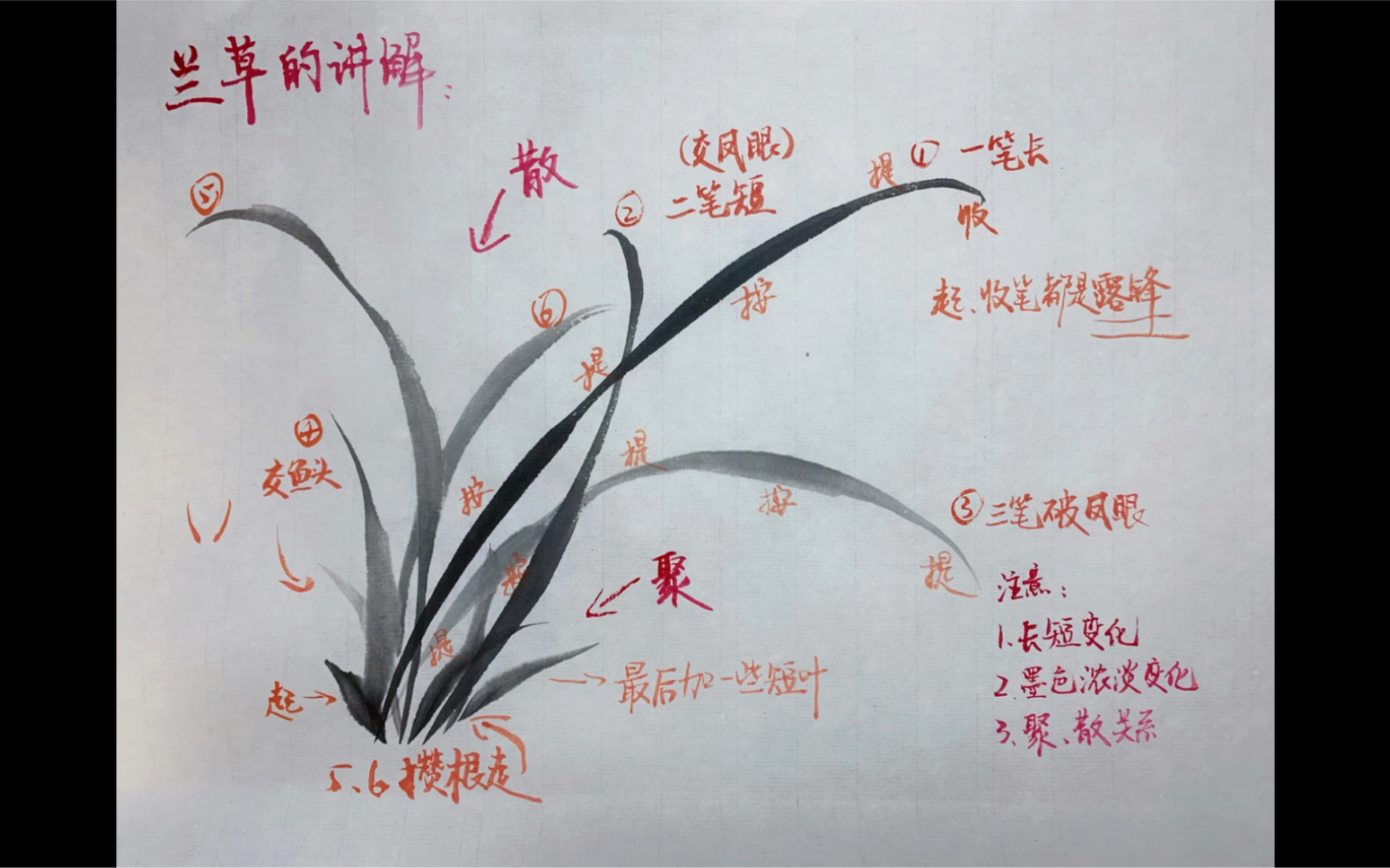 [图]教程 | 兰花最全示范讲解（零基础可学）