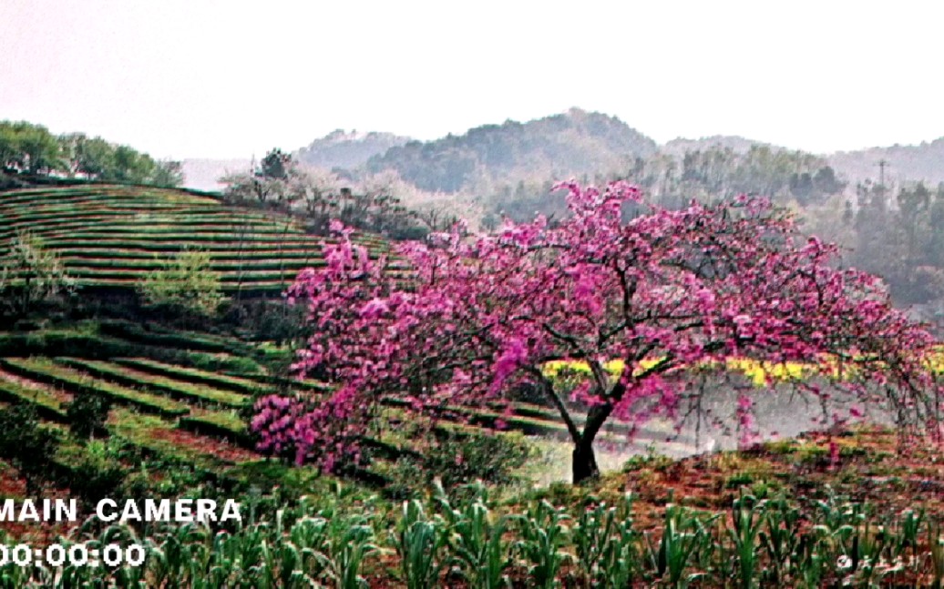 湖北宜都:山花照塢復燒溪