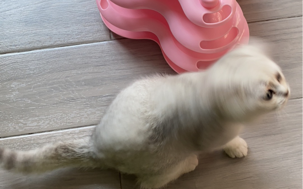 我小舅子养的安猪拉