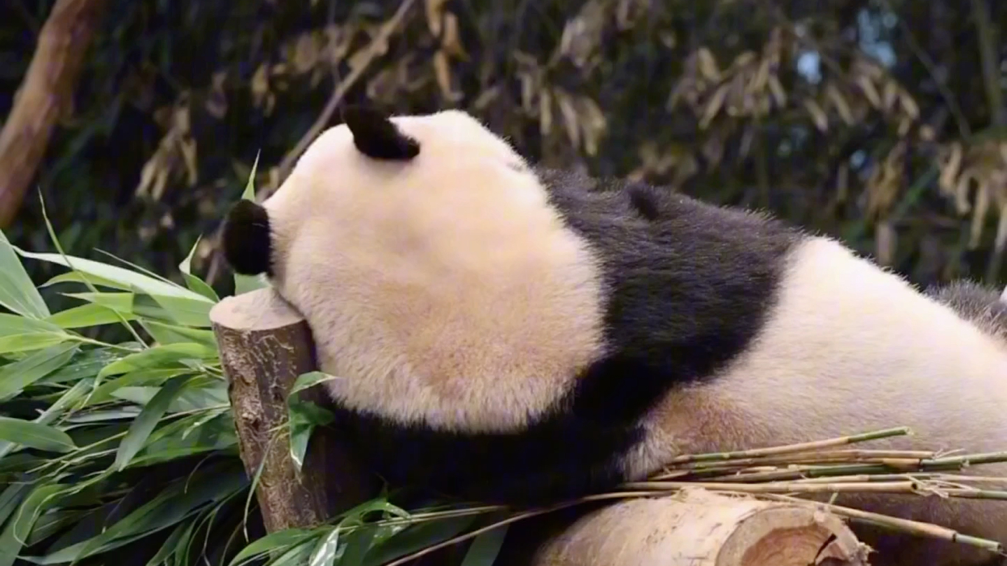 【大熊猫福宝】230711这样躺着能吃的非常舒服