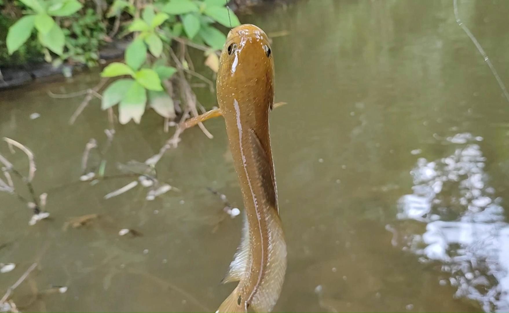 来水坑钓几条七星鱼炖汤