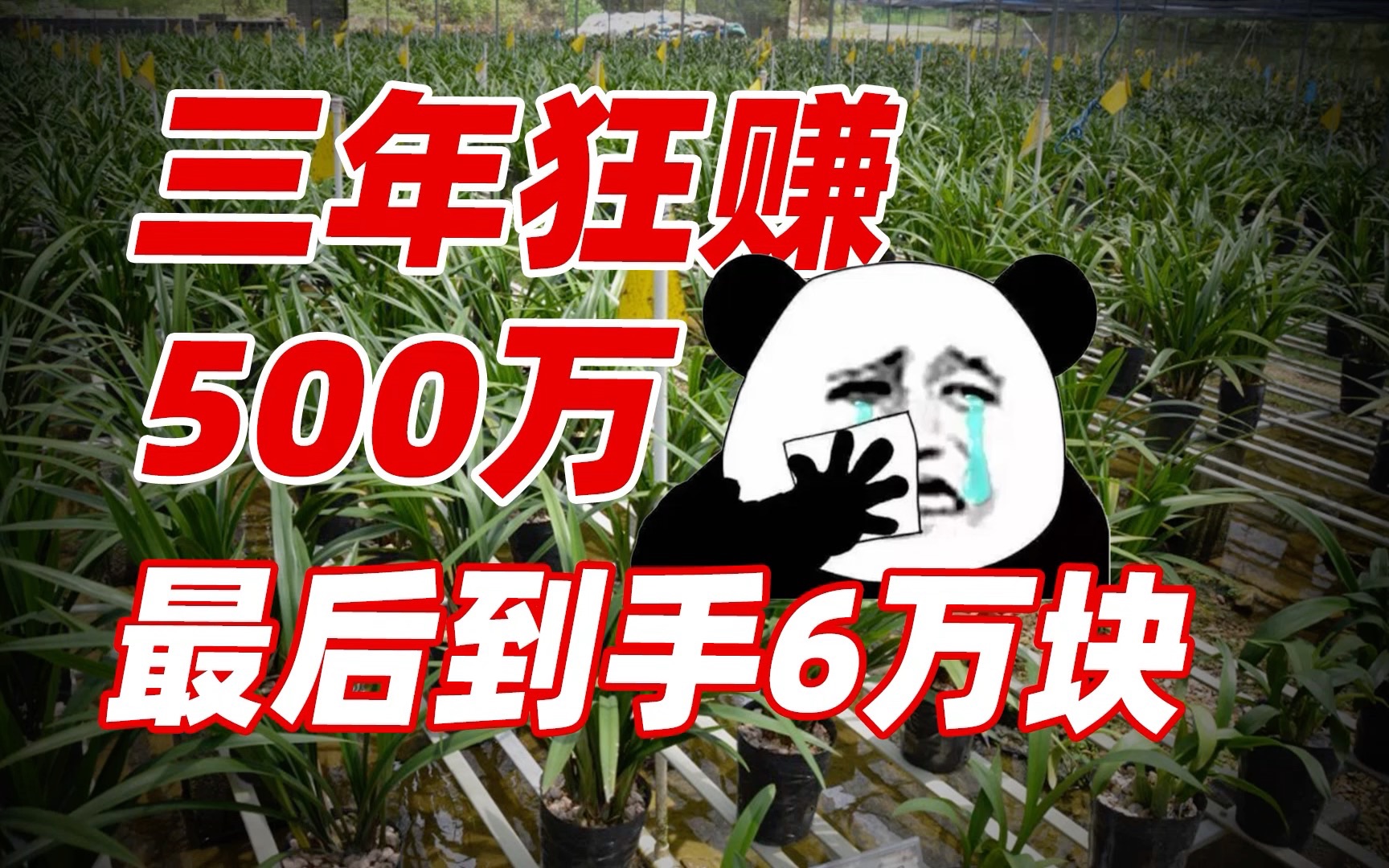 上过央视、登过报纸,我开直播卖兰花,3年狂赚500万,最后到手6万块!【盘个店】哔哩哔哩bilibili