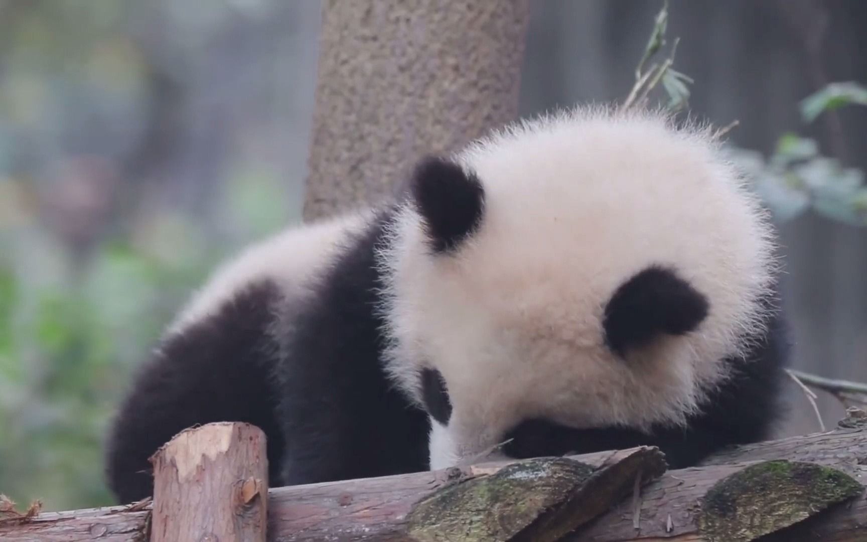 特写:超级可爱的熊猫宝宝润玥——熊猫系列(56)