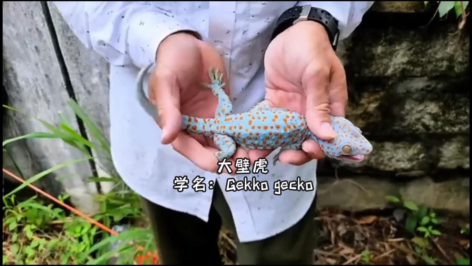 大壁虎/学名:Gekko gecko哔哩哔哩bilibili