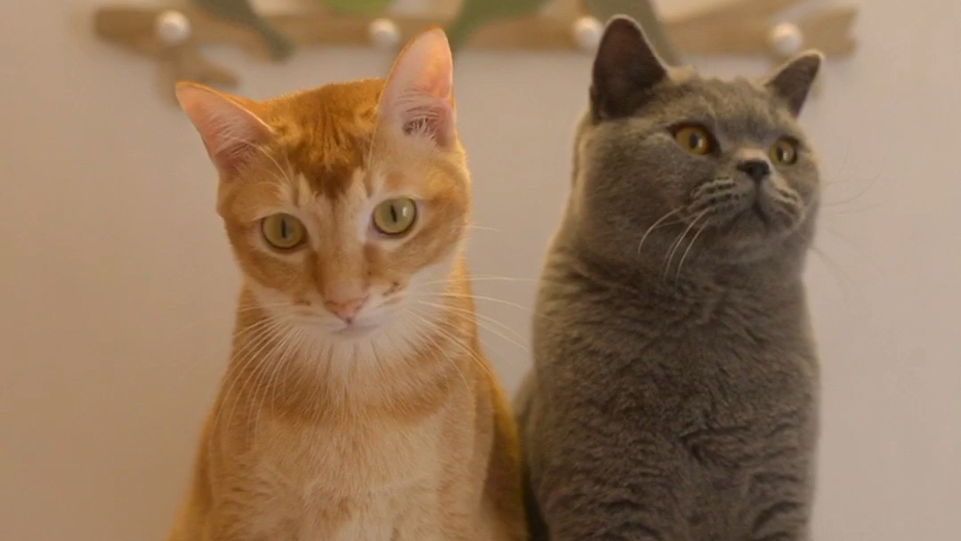 活动作品橘猫与蓝猫的无聊猫生2