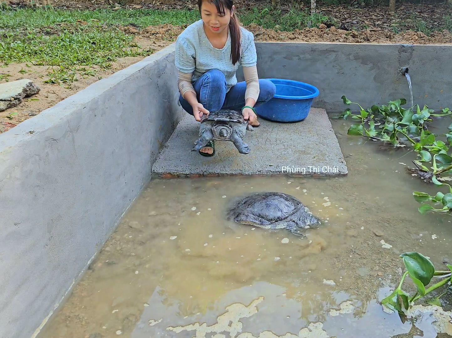 甲鱼池塘建设图片大全图片